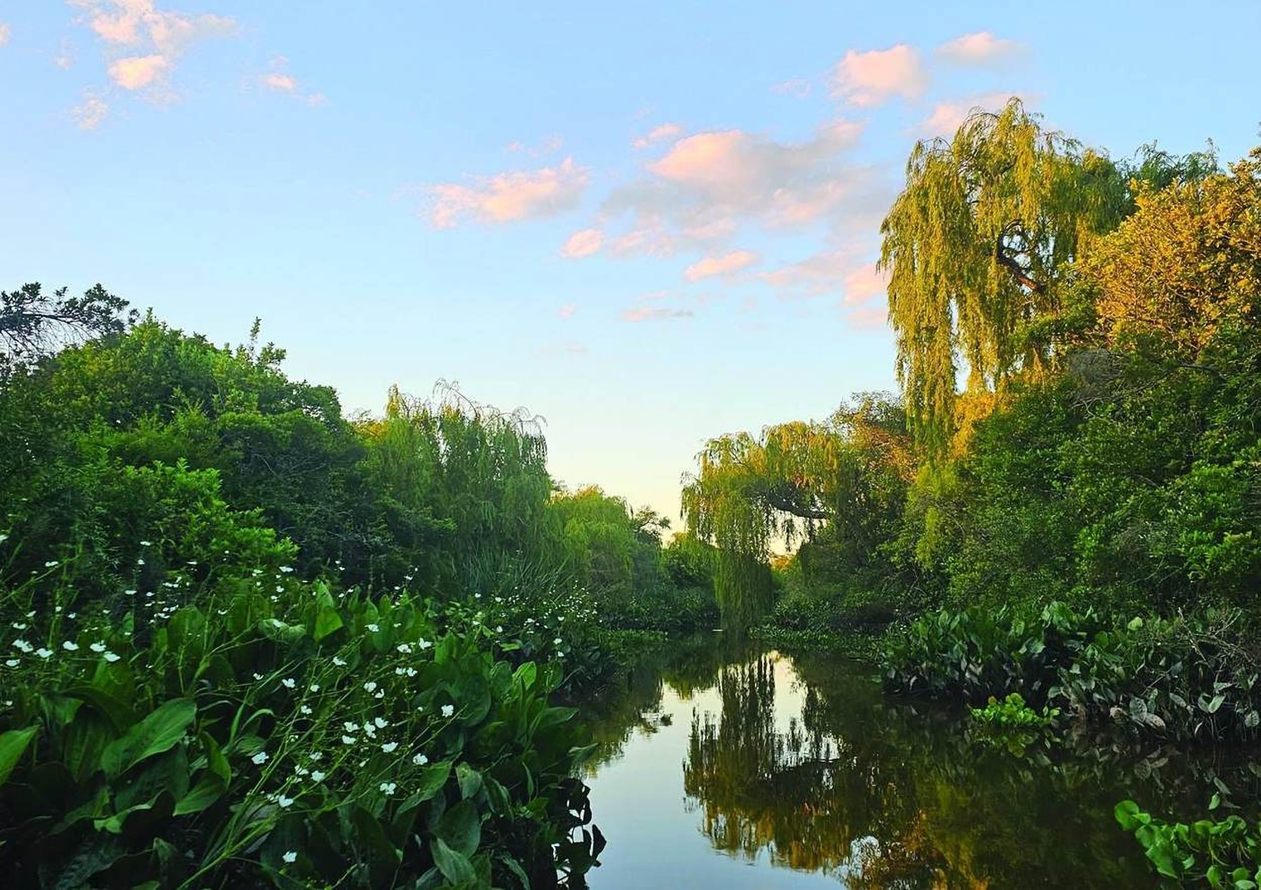 Arroyo del Delta con sauces y vegetación de ribera al atardecer