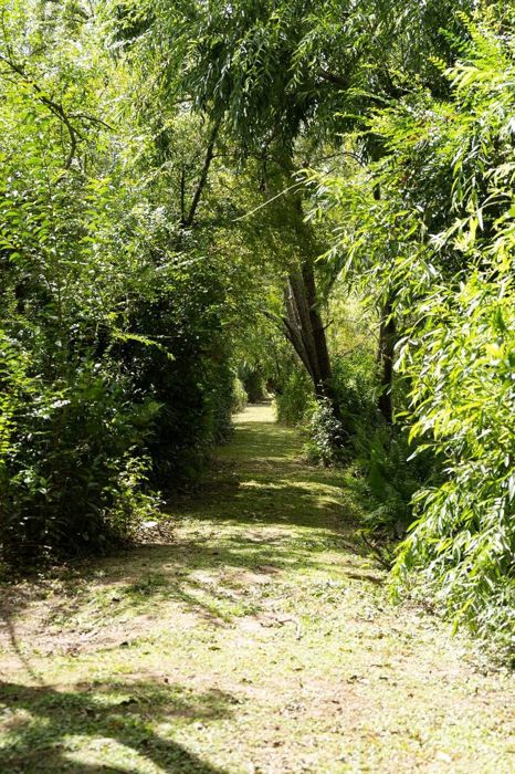 Sendero peatonal de pasto entre la vegetación